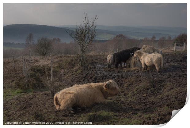 Cattle on Beeley Moor Print by Simon Wilkinson