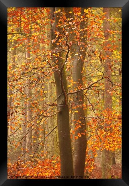 Autumnal Beech Woodland Framed Print by Simon Johnson