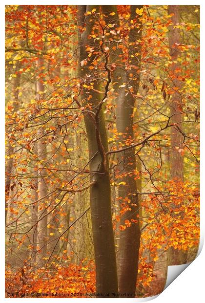 Autumnal Beech Woodland Print by Simon Johnson