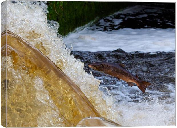 Salmon Leaping Canvas Print by Tommy Dickson
