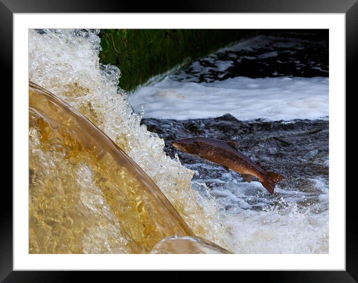 Salmon Leaping Framed Mounted Print by Tommy Dickson