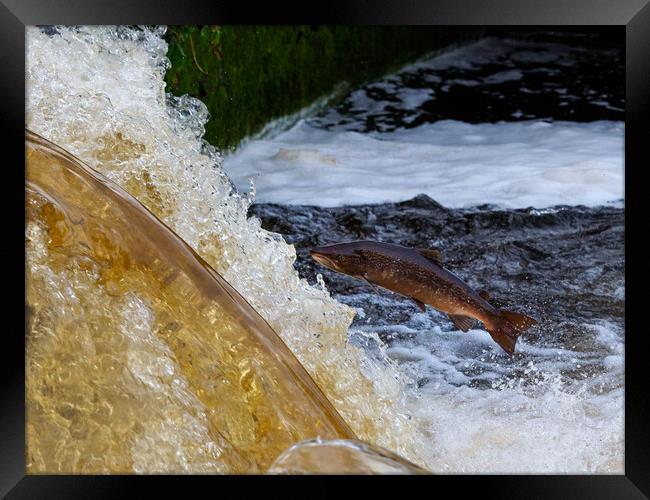Salmon Leaping Framed Print by Tommy Dickson
