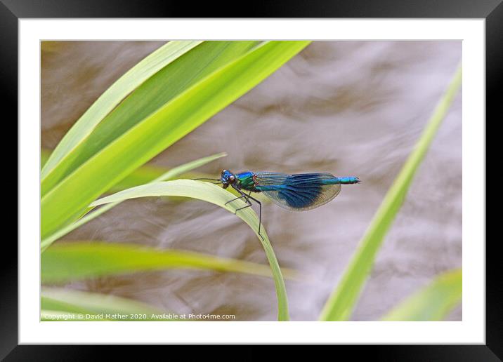 Banded Demoiselle Framed Mounted Print by David Mather
