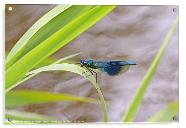 Banded Demoiselle Acrylic by David Mather