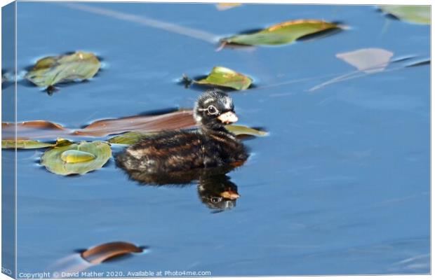 Infant Little Grebe Canvas Print by David Mather