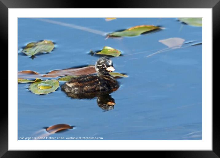 Infant Little Grebe Framed Mounted Print by David Mather