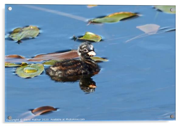 Infant Little Grebe Acrylic by David Mather