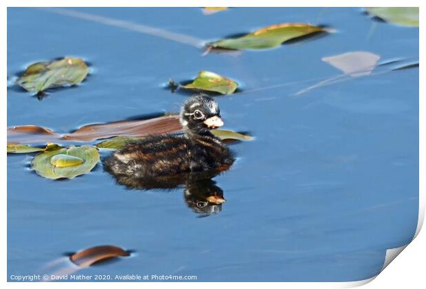 Infant Little Grebe Print by David Mather