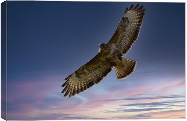 Common Buzzard. Canvas Print by Tommy Dickson