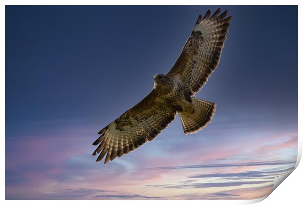 Common Buzzard. Print by Tommy Dickson