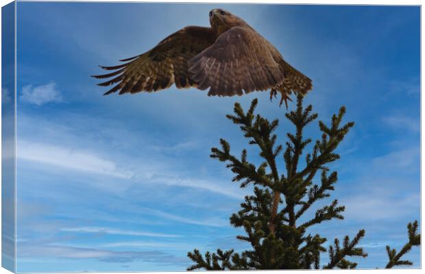 Buzzard taking flight. Canvas Print by Tommy Dickson