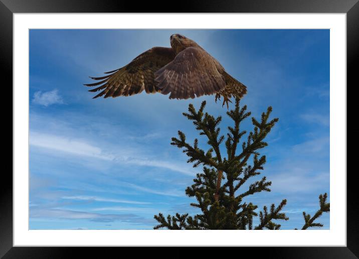 Buzzard taking flight. Framed Mounted Print by Tommy Dickson