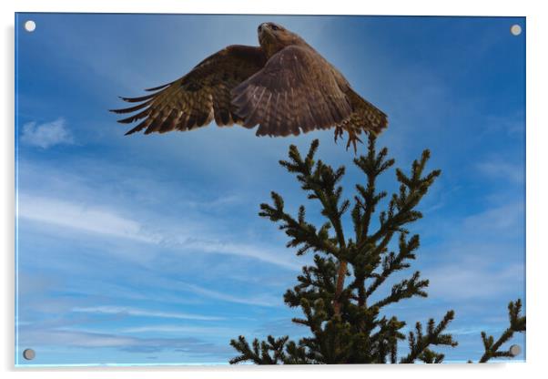 Buzzard taking flight. Acrylic by Tommy Dickson
