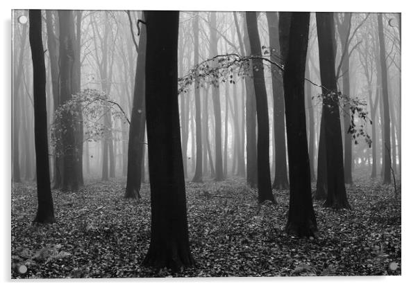  Misty woodland Acrylic by Simon Johnson