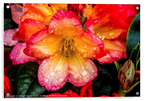 Pink Orange Peach Rhododendron Blooming Macro Acrylic by William Perry