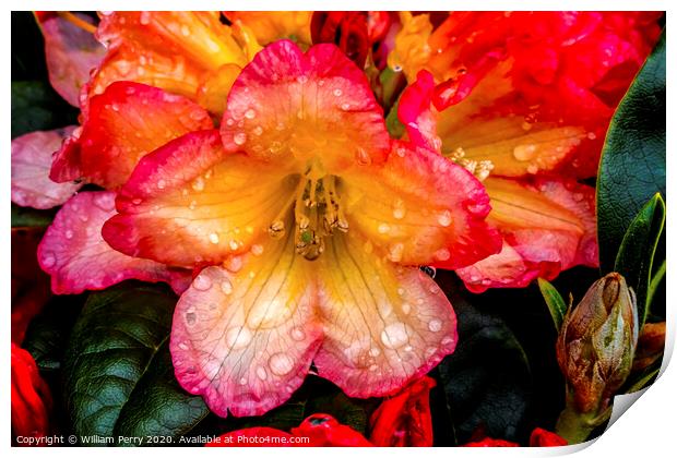 Pink Orange Peach Rhododendron Blooming Macro Print by William Perry
