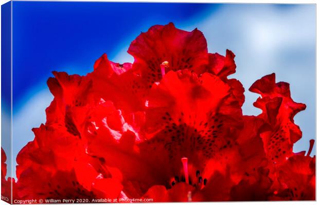 Red Rhododendron Blooming Macro Canvas Print by William Perry