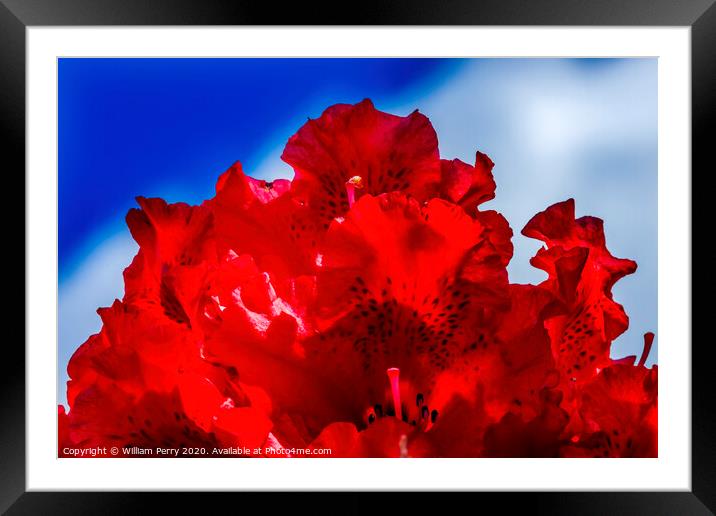 Red Rhododendron Blooming Macro Framed Mounted Print by William Perry