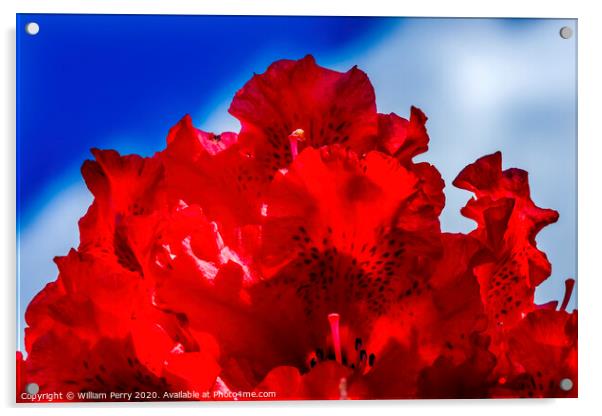 Red Rhododendron Blooming Macro Acrylic by William Perry