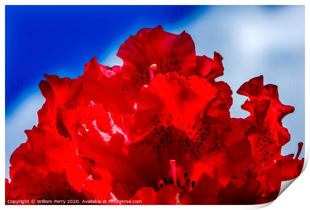Red Rhododendron Blooming Macro Print by William Perry