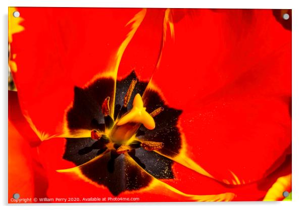 Red Yellow Banja Luka Tulip Blooming Macro Acrylic by William Perry