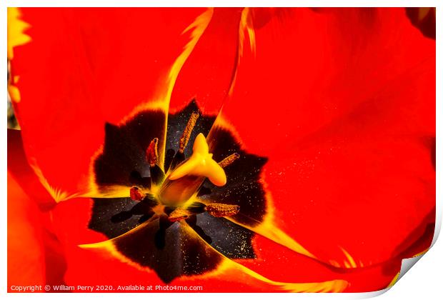 Red Yellow Banja Luka Tulip Blooming Macro Print by William Perry
