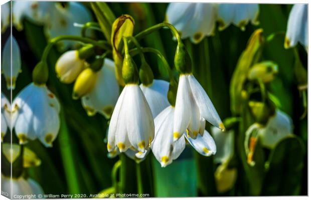 White Loddon Lily Blooming Macro Canvas Print by William Perry
