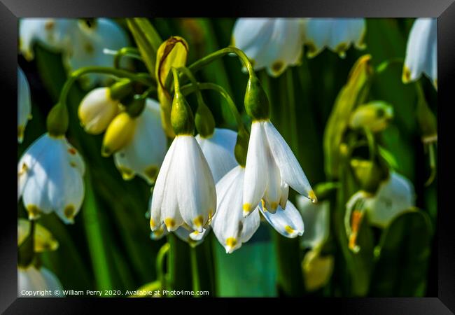 White Loddon Lily Blooming Macro Framed Print by William Perry