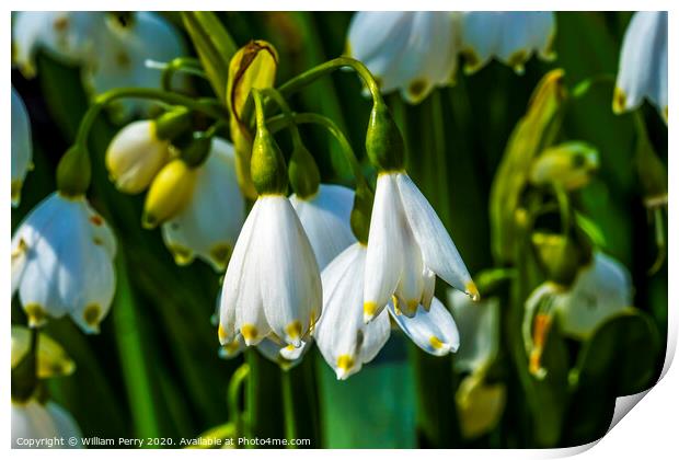 White Loddon Lily Blooming Macro Print by William Perry