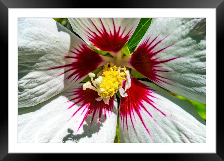 White Rose of Sharon Flower Framed Mounted Print by William Perry