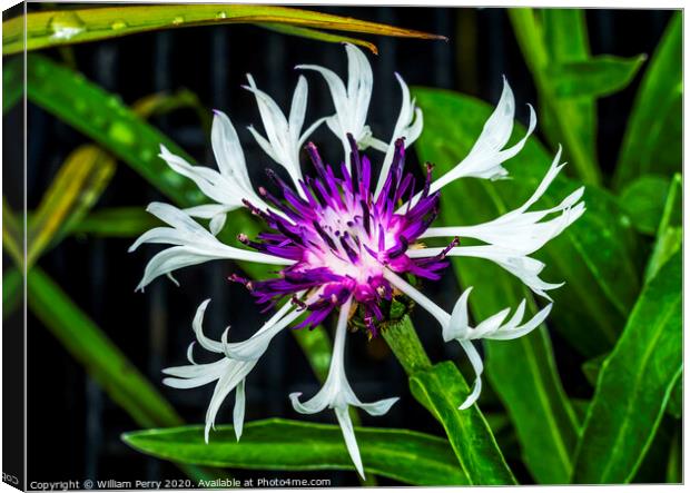 Purple White Centaurea Aster Blooming Macro Canvas Print by William Perry