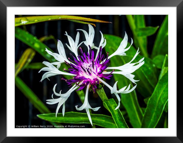 Purple White Centaurea Aster Blooming Macro Framed Mounted Print by William Perry