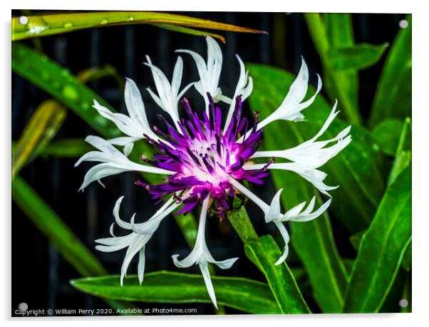 Purple White Centaurea Aster Blooming Macro Acrylic by William Perry