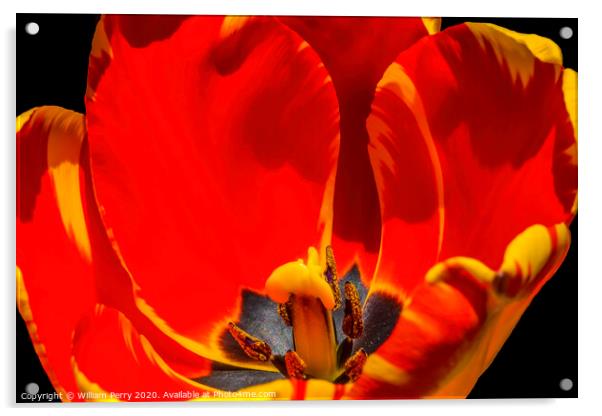 Red Yellow Banja Luka Tulip Blooming Macro Acrylic by William Perry