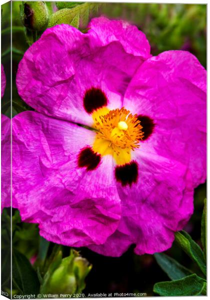 Pink Rock Rose Blooming Macro Washington  Canvas Print by William Perry