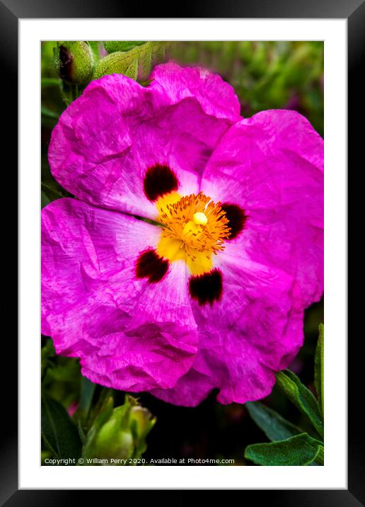 Pink Rock Rose Blooming Macro Washington  Framed Mounted Print by William Perry