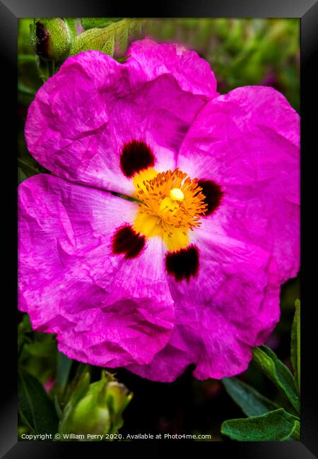 Pink Rock Rose Blooming Macro Washington  Framed Print by William Perry