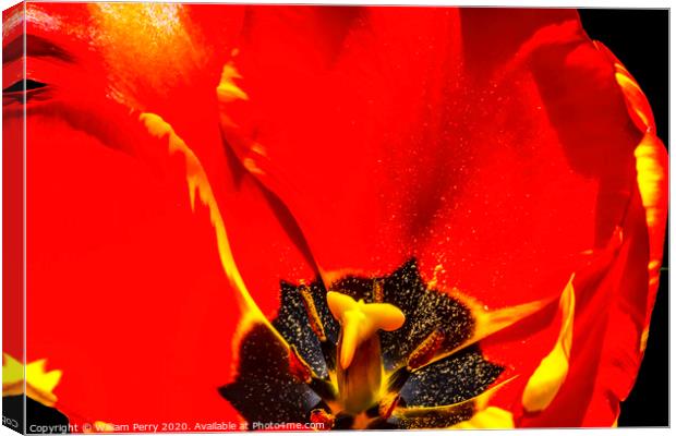 Red Yellow Banja Luka Tulip Blooming Macro Canvas Print by William Perry