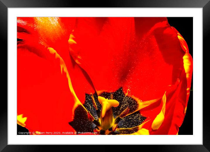 Red Yellow Banja Luka Tulip Blooming Macro Framed Mounted Print by William Perry
