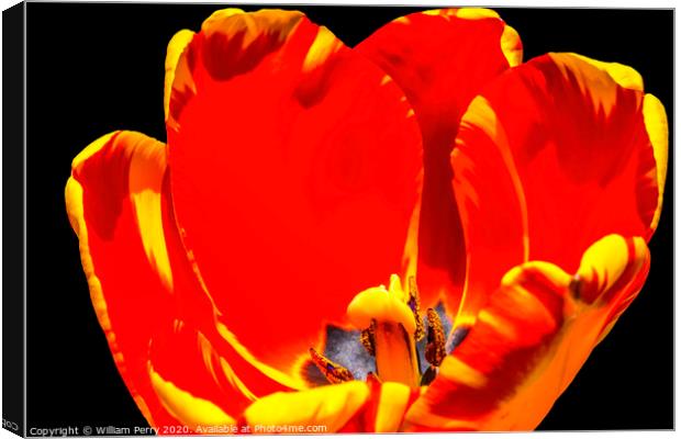 Red Yellow Banja Luka Tulip Blooming Macro Canvas Print by William Perry