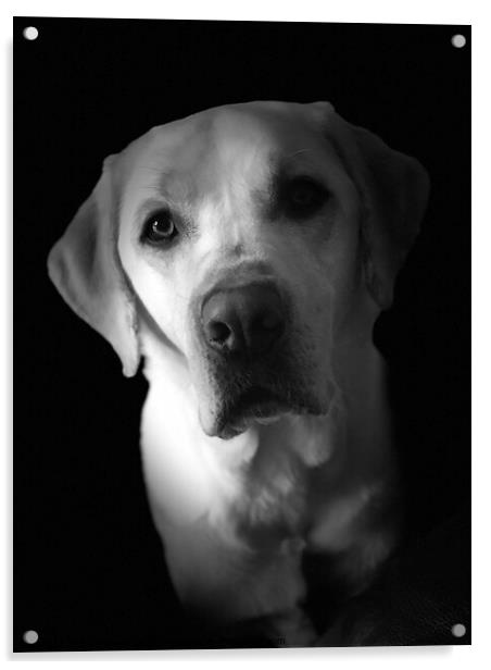 Labrador love Acrylic by Sam Owen