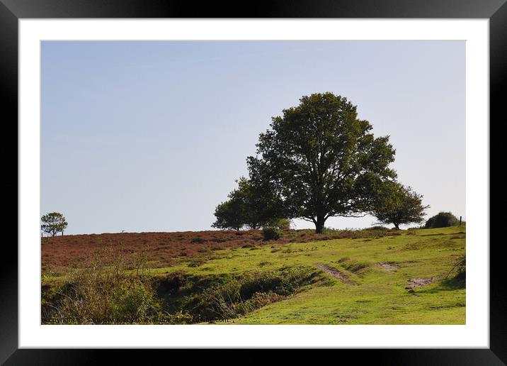A Roydon common tree Framed Mounted Print by Sam Owen