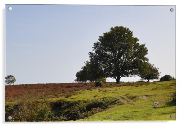 A Roydon common tree Acrylic by Sam Owen