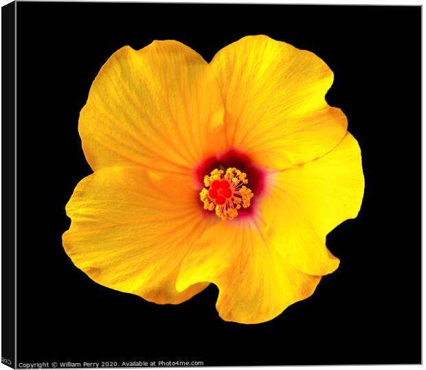 Golden Yellow Burgundy Tropical Hibiscus Flower Easter Island Chile Canvas Print by William Perry