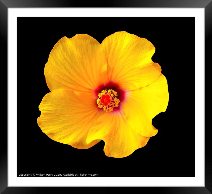 Golden Yellow Burgundy Tropical Hibiscus Flower Easter Island Chile Framed Mounted Print by William Perry