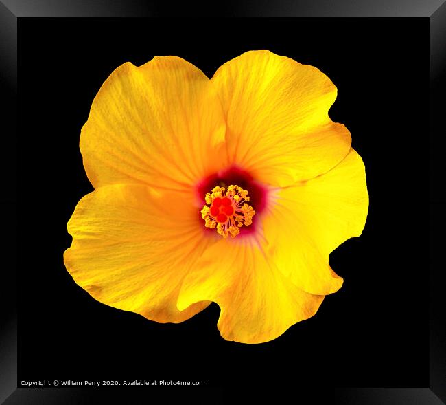 Golden Yellow Burgundy Tropical Hibiscus Flower Easter Island Chile Framed Print by William Perry