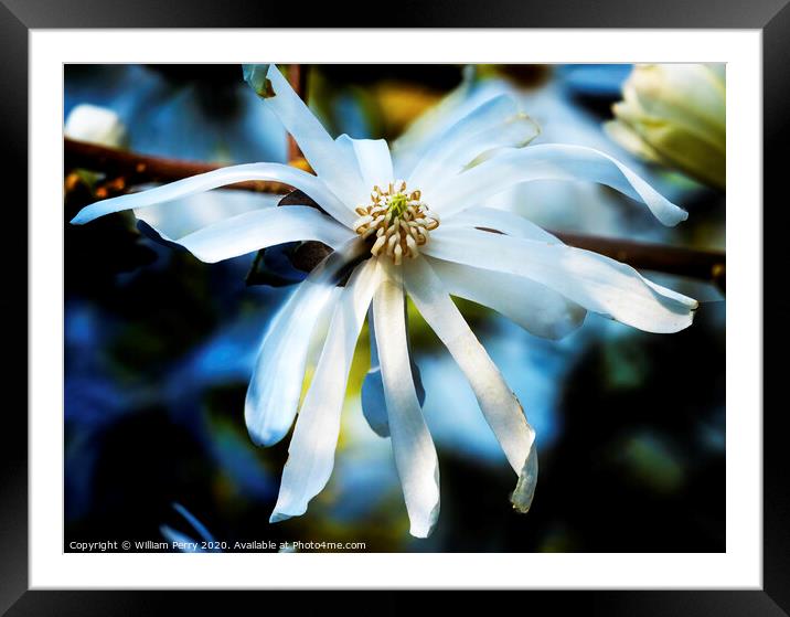 White Star Magnolia Blooming Macro Washington  Framed Mounted Print by William Perry