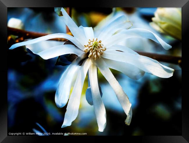 White Star Magnolia Blooming Macro Washington  Framed Print by William Perry