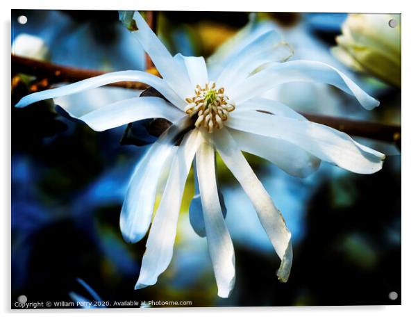 White Star Magnolia Blooming Macro Washington  Acrylic by William Perry
