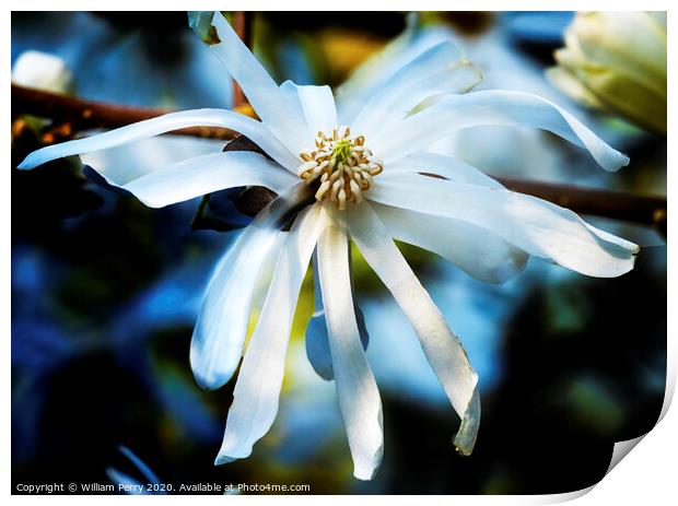 White Star Magnolia Blooming Macro Washington  Print by William Perry